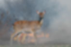 wildfire suffering from bushfire