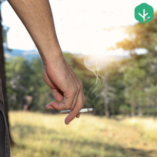 lit cigarette in the forest