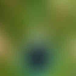 dryad wildfire sensor