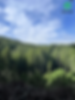 a Californian forest